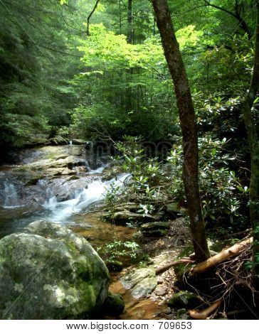 woodswithstream
