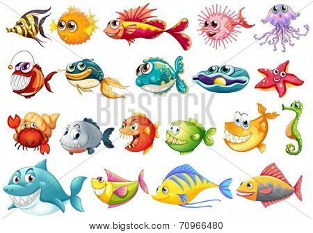 Illustration of different kinds of fish