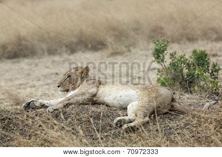 Lioness