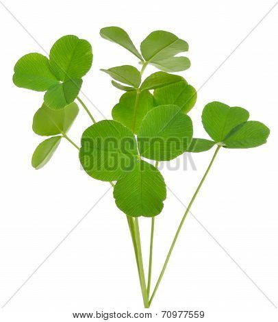 Oxalis Acetosella (wood Sorrel) Plant