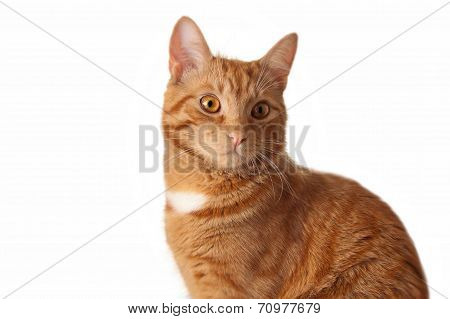 Red cat on white background