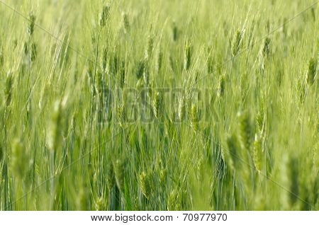 Closed Up Nature Wheat Plant.