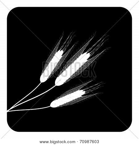 Wheat Button