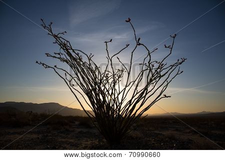 Blossoming Ocotillo