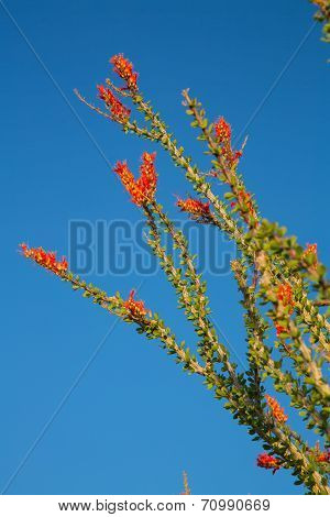 Blossoming Ocotillo