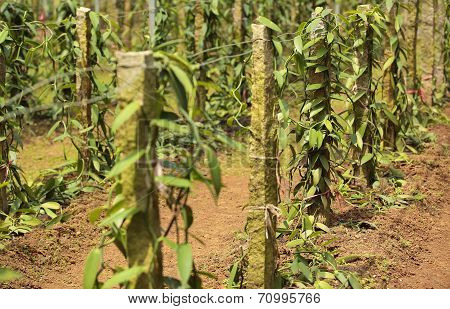 vanilla planifolia andrews