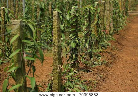vanilla planifolia andrews