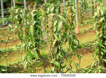 vanilla planifolia andrews