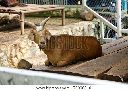 Goat in zoo Thailand