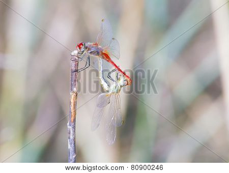 Coupling Of Dragonflies