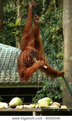 Orangutan ruokinta