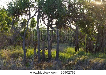 Sundown inTyto Wetlands, Queensland,Australia