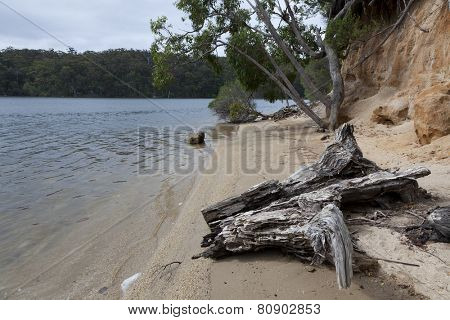 Trunk and trees at the Mallacoota Inlet, Gippsland, Australia