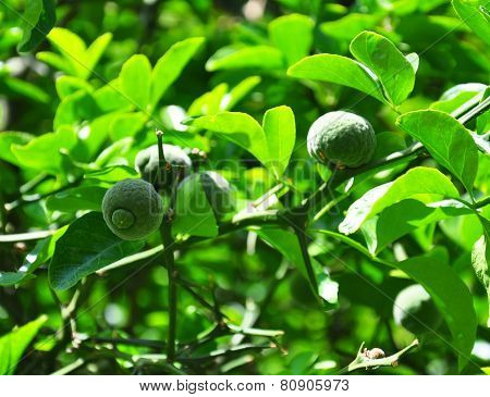 Trifoliate Orange (poncirus Trifoliata)