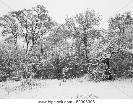 Winter Forest 1