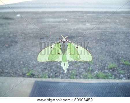 luna moth
