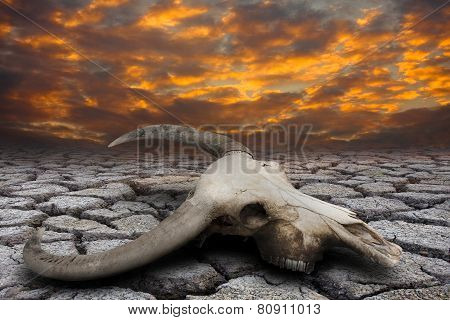 Buffalo skull