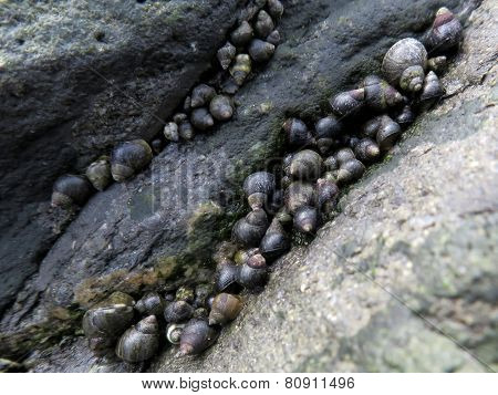 Periwinkles on the Beach
