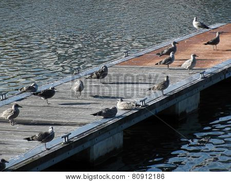 Bristol Harbour Gulls