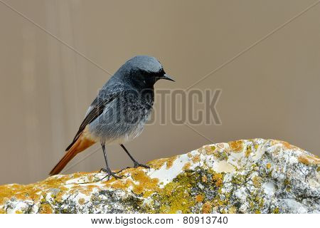 black redstart in natural habitat (phoenicurus ochruros)