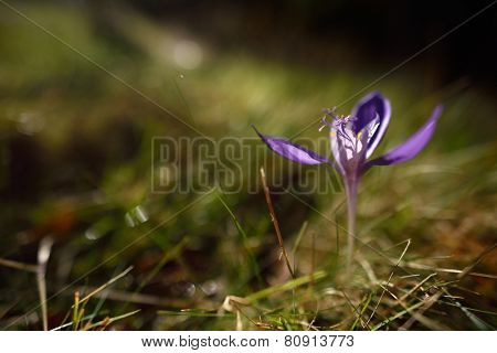 autumn crocuses on mountain pasture