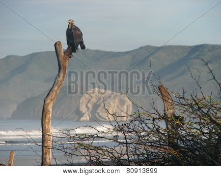 Roca Bruja