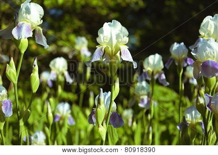 Iris Flowers