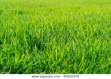 Close up of fresh grass