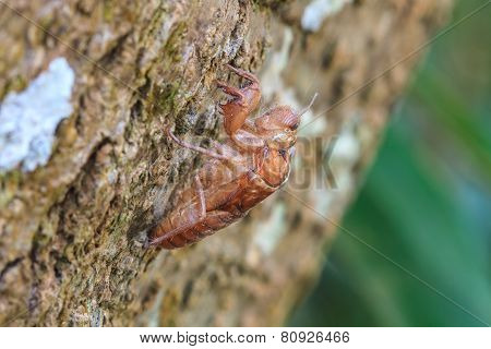 Cicada Shell Which Leave On The Tree