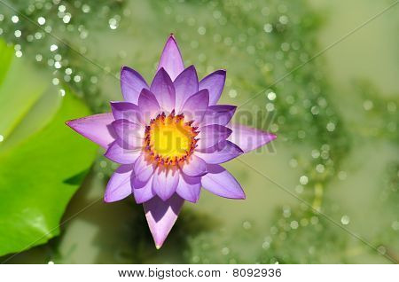Lotus