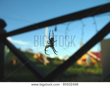 Spider.