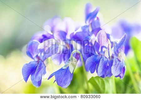 Violet Fragrance