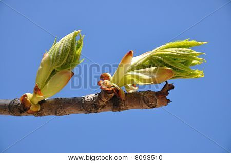 folha da castanha brota no fundo do céu de Primavera