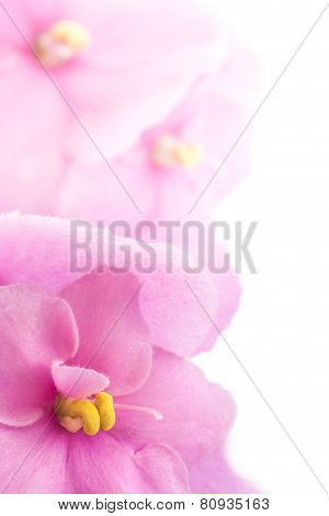 African Violets
