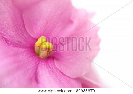 African Violets