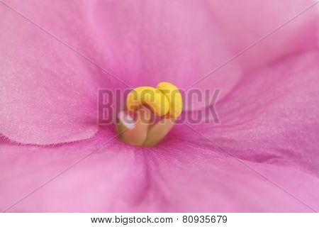 African Violets