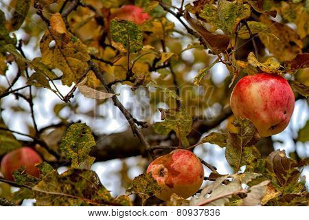 Last Apples