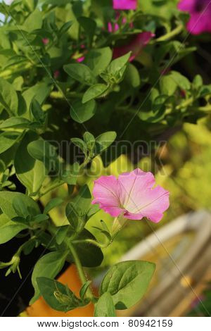 A Pink Hibiscus Flower At The Park