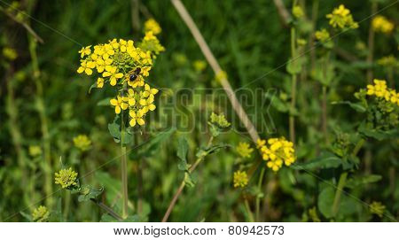 Bee Visiting Yellow Flowering Charlock
