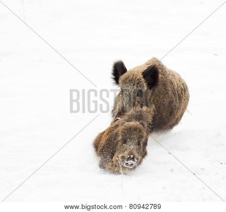 Wild Boars On Snow