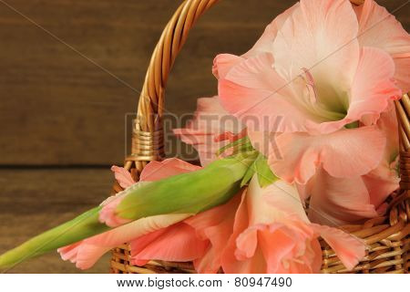 Pink Gladiola