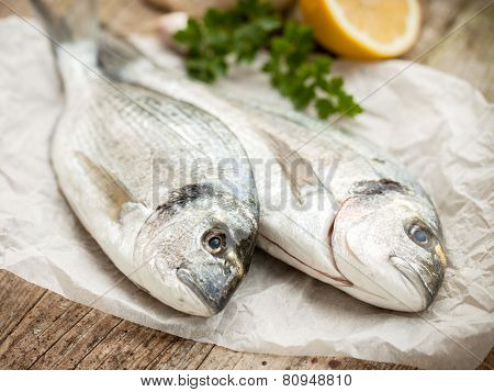 Gilt-head Sea Bream Fish
