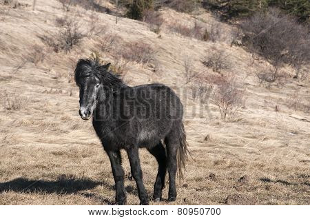 Hinny on winter meadow