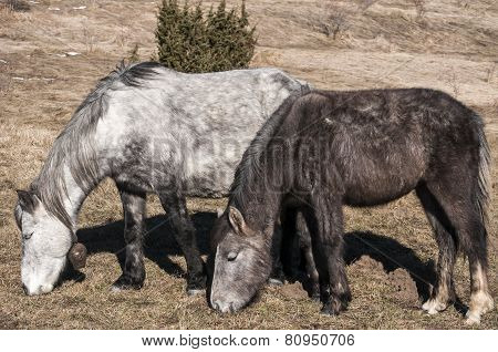Hinnies on winter meadow