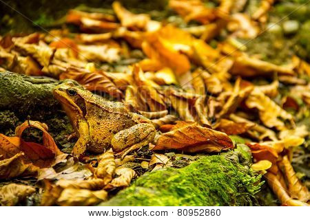 Brown Toad