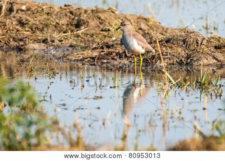 White tailed lapwing, Sultanpur park