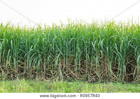 Sugarcane Field In Cloudy Sky In Thailand