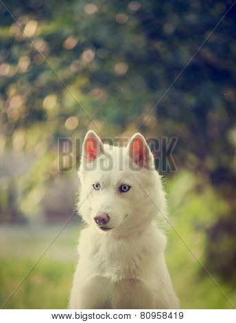 White Husky