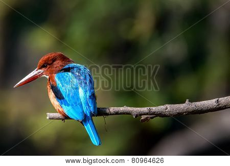 blue Kingfisher bird, on a branch, beak left