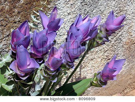 O Yehuda Bouquet di Curcuma 2007